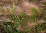 Hordeum jubatum