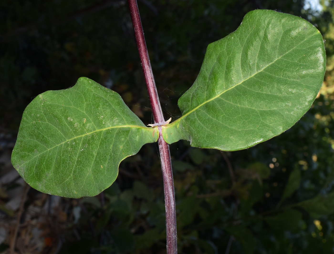 Image of Lonicera caprifolium specimen.