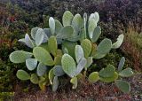 Opuntia ficus-indica. Вегетирующее растение. Турция, национальный парк Олимпос-Бейдаглары, бухта Чиралы, заросли кустарников на окраине песчаного пляжа. 03.01.2019.