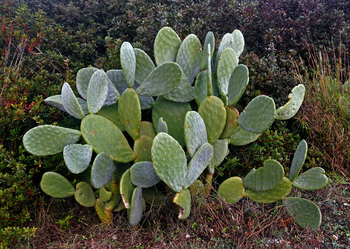 Изображение особи Opuntia ficus-indica.