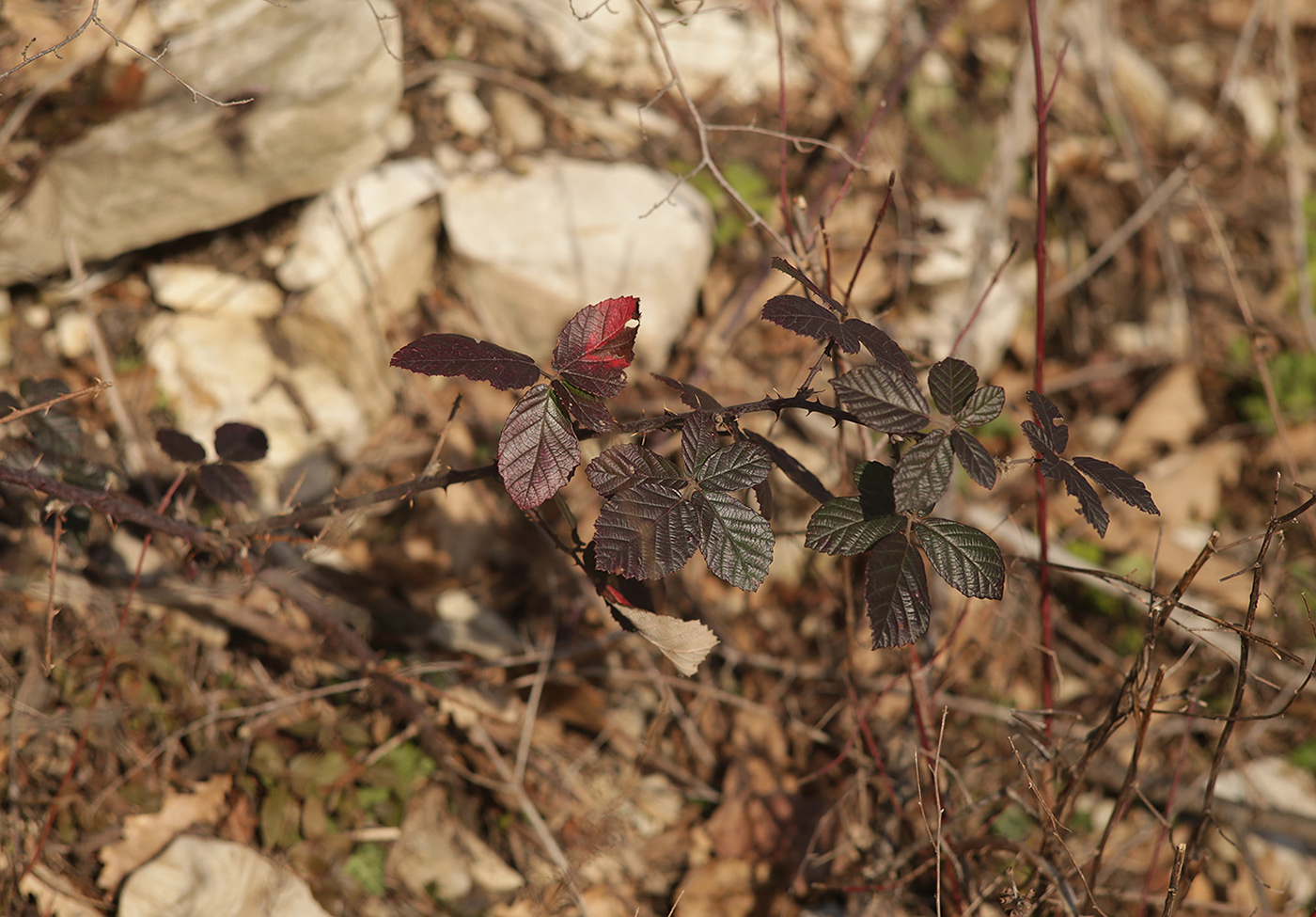 Image of genus Rubus specimen.