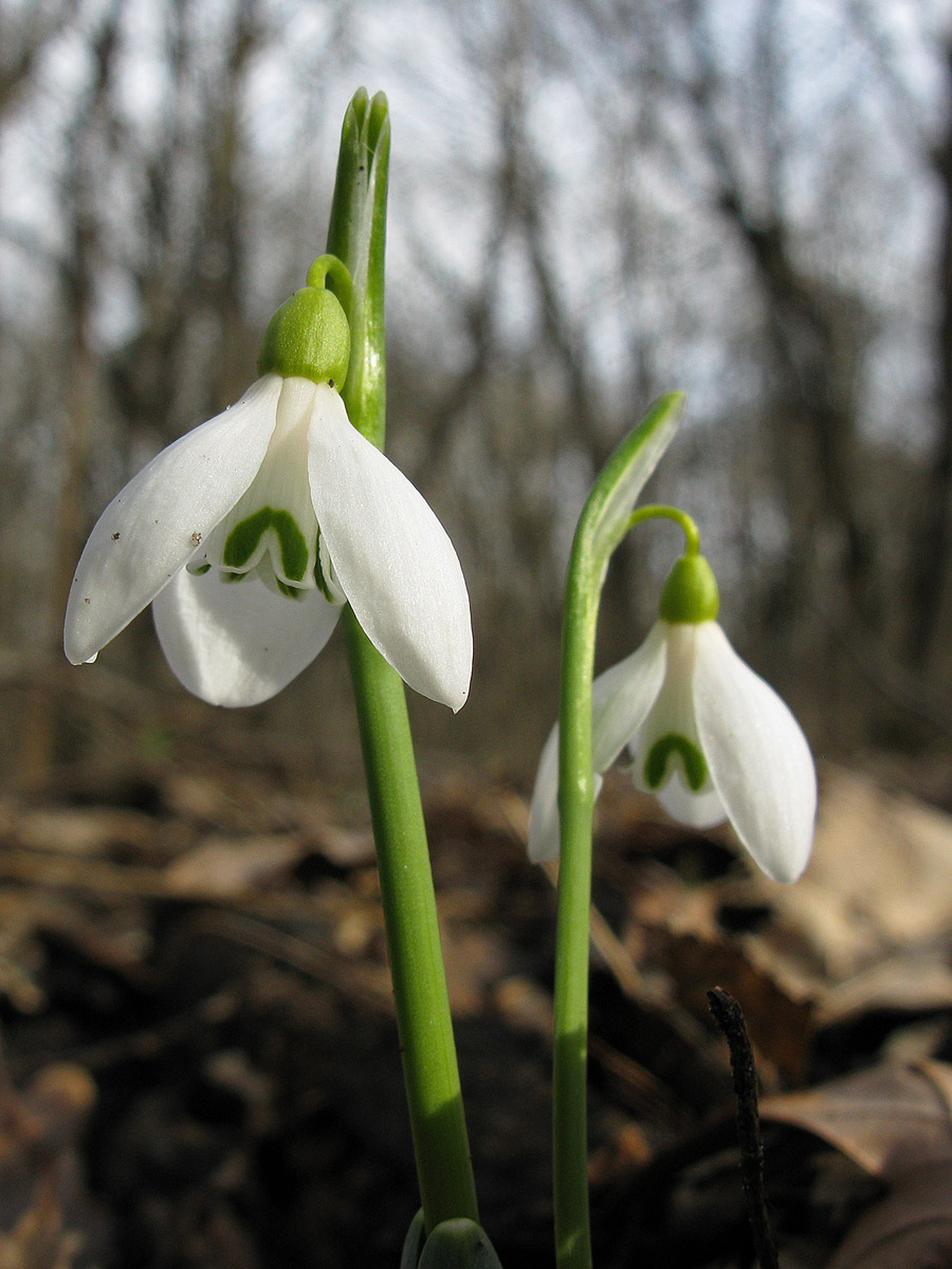 Image of Galanthus caucasicus specimen.