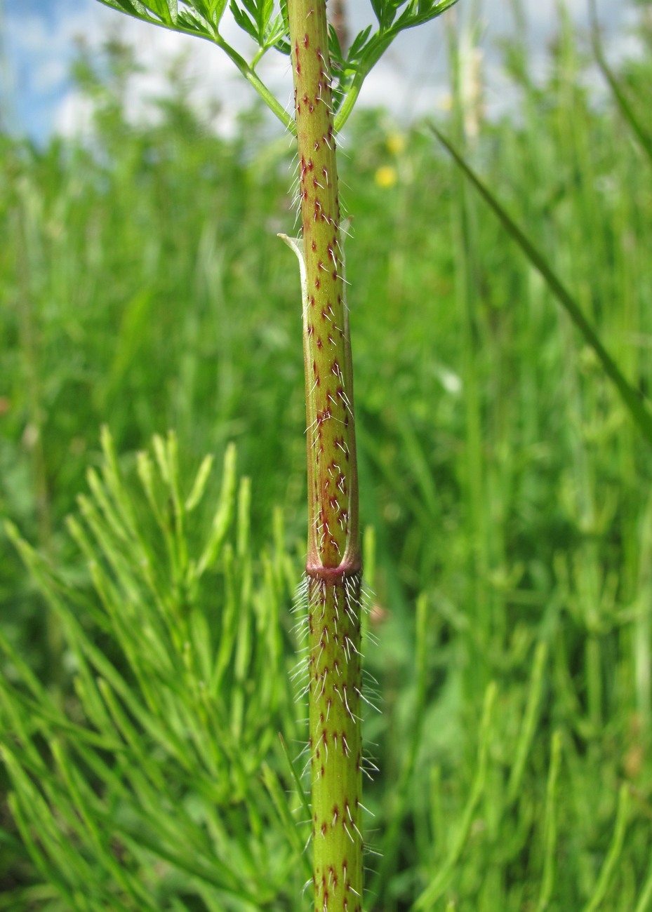 Изображение особи Chaerophyllum prescottii.