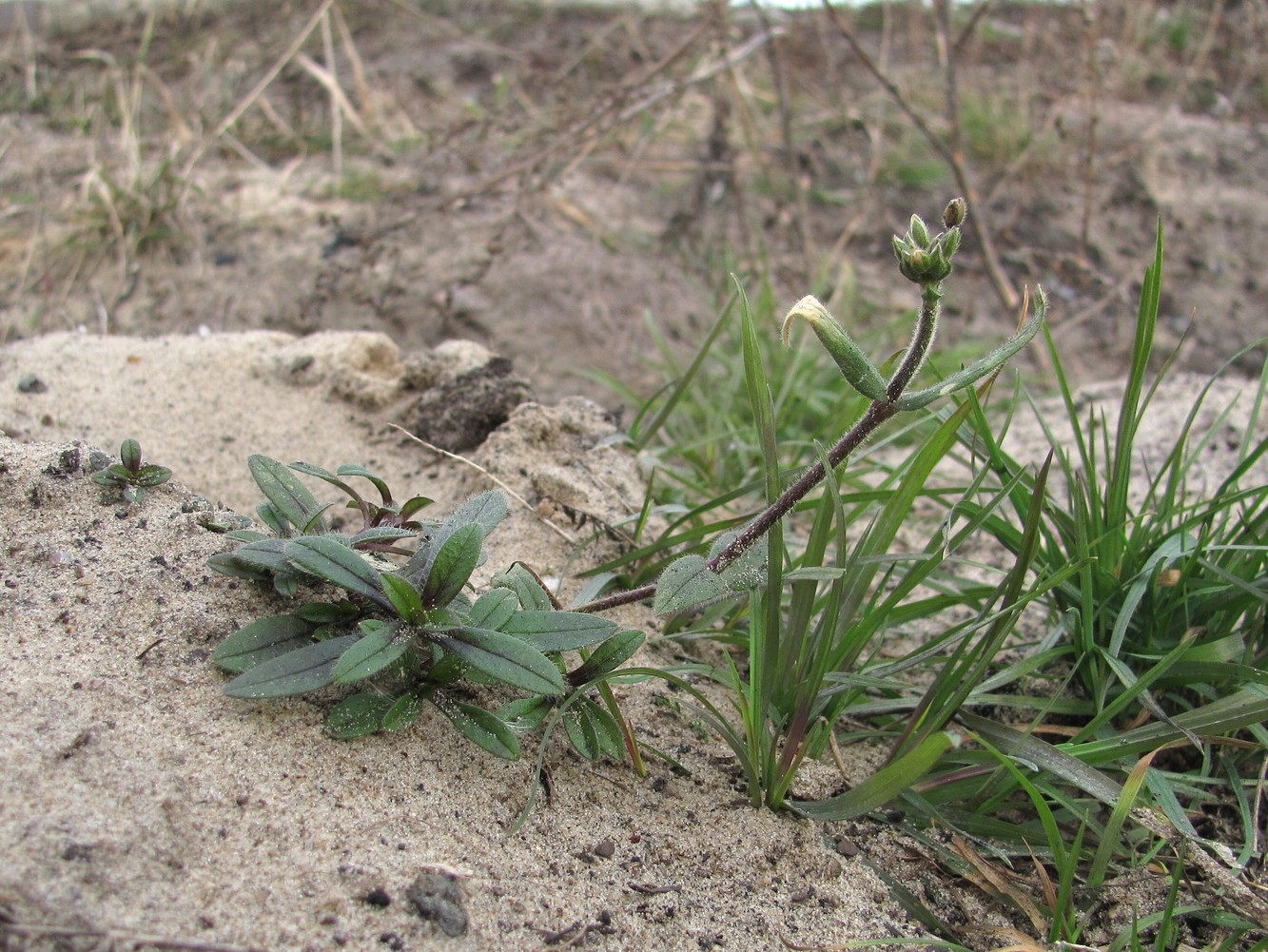 Image of Cerastium holosteoides specimen.