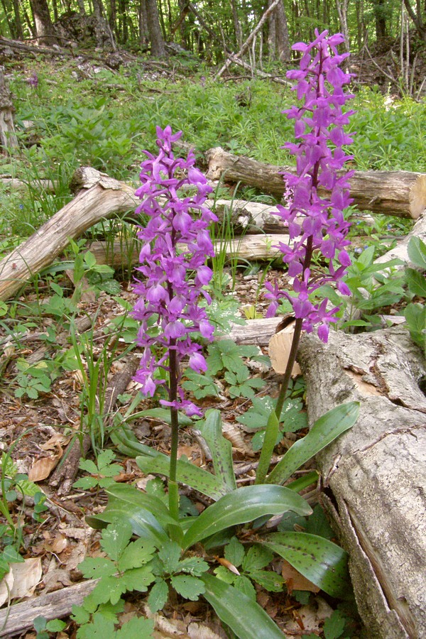 Изображение особи Orchis mascula.