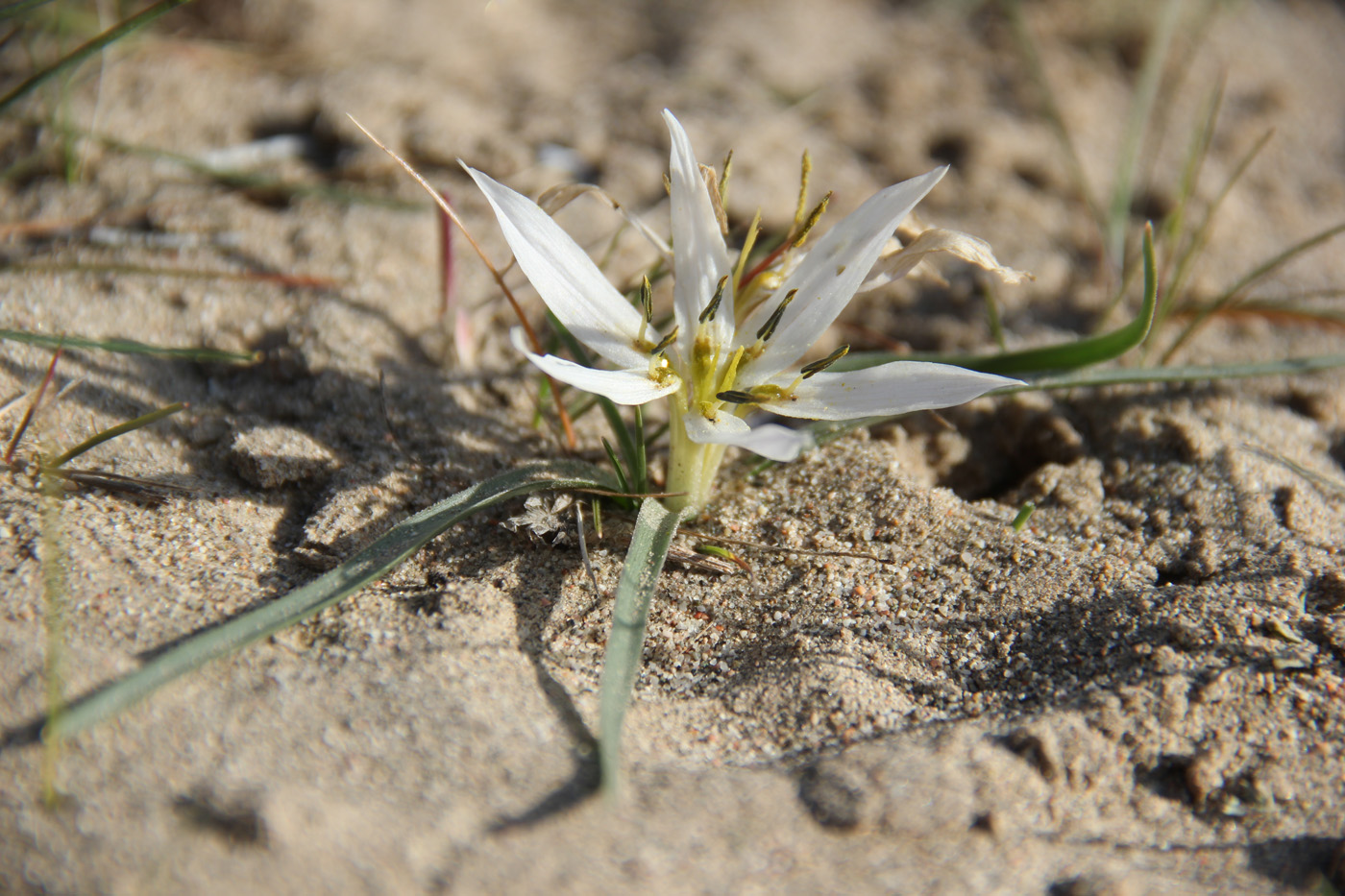 Image of Merendera robusta specimen.