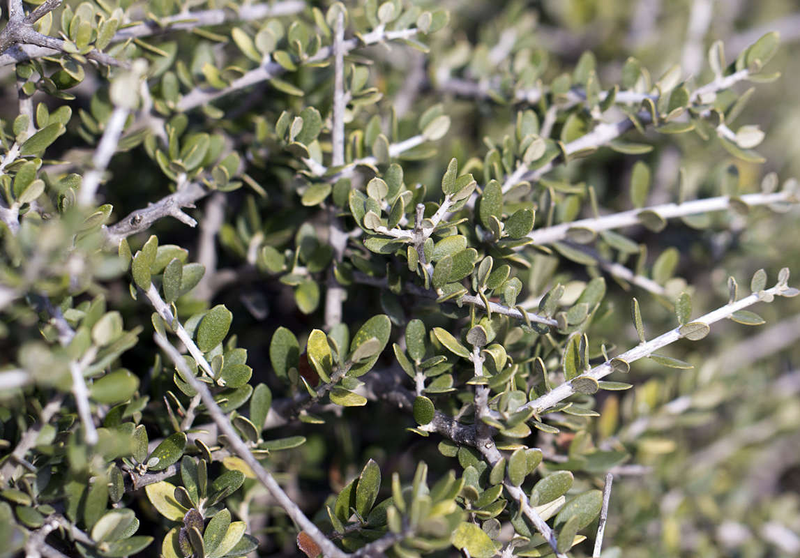 Image of Olea europaea var. sylvestris specimen.