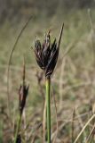 Schoenus nigricans. Верхушка побега с соцветием. Нидерланды, Северное море, о-в Схирмонниког, влажная долина между приморскими дюнами. 1 мая 2010 г.