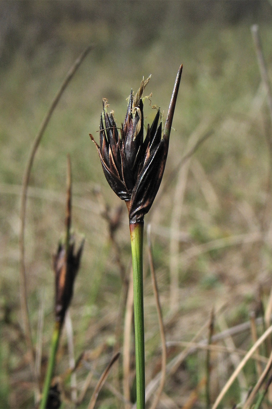 Image of Schoenus nigricans specimen.