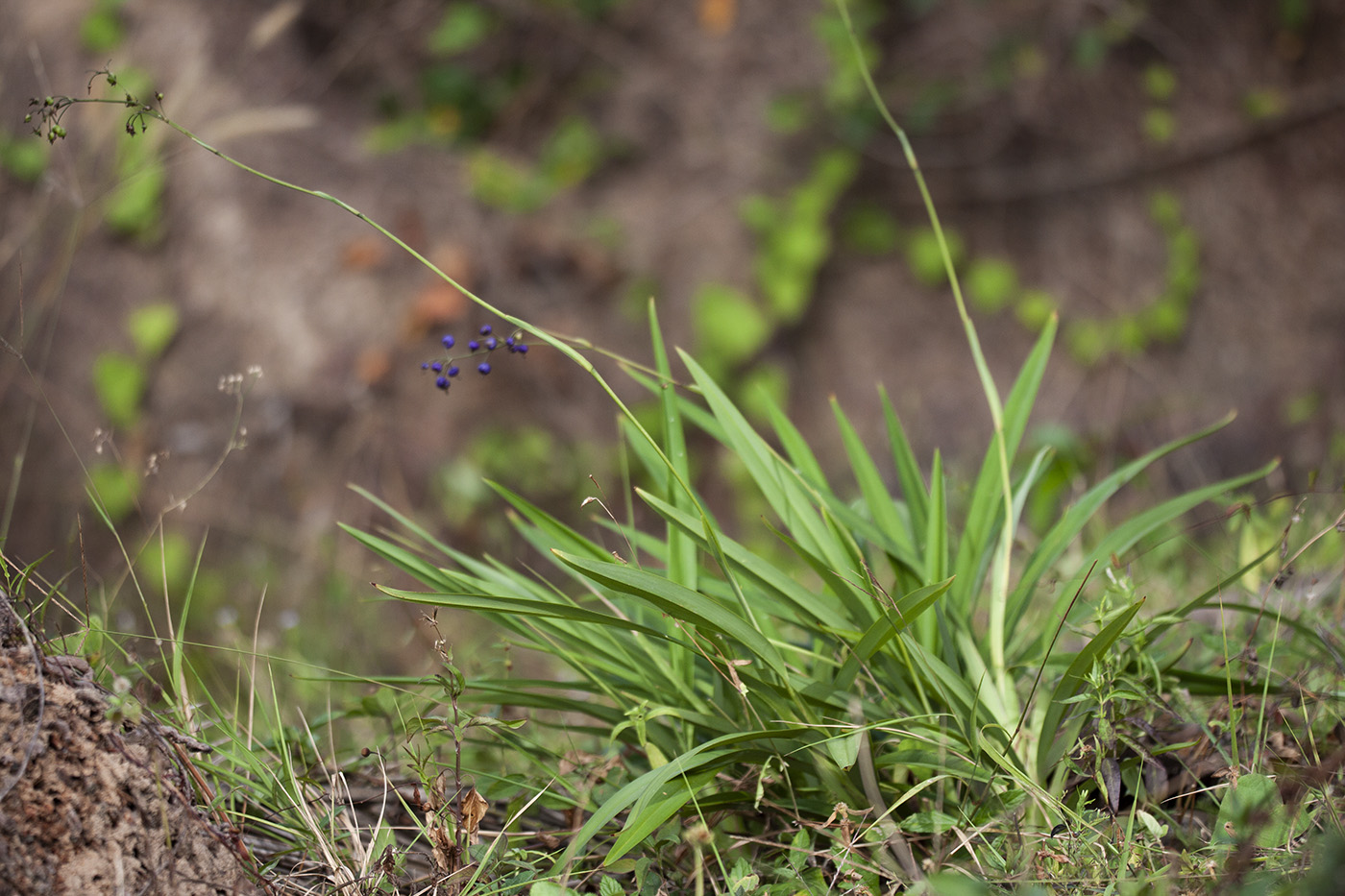 Image of genus Dianella specimen.