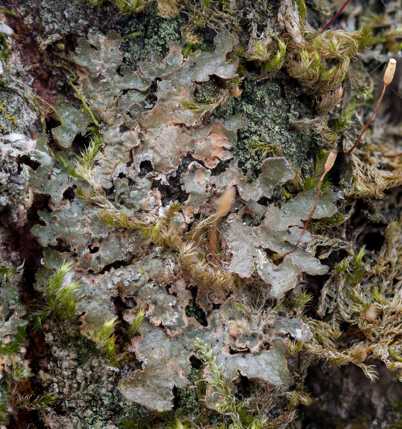 Image of Melanelixia subargentifera specimen.