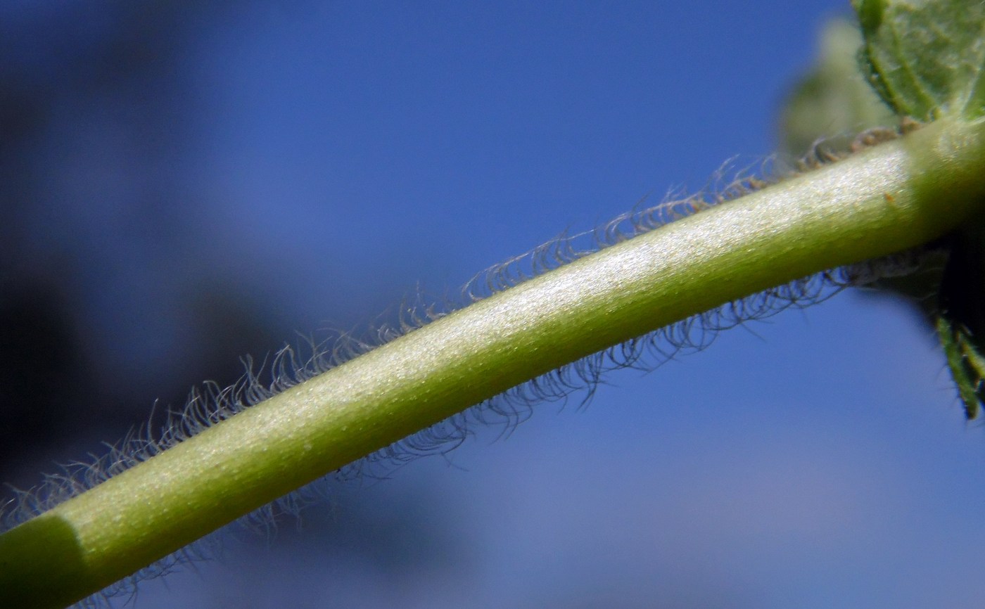 Image of Veronica chamaedrys specimen.