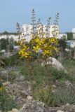 Hypericum elongatum