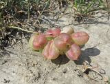 Astragalus suprapilosus. Соплодие. Крым, окр. Феодосии, Лисья бухта, остепнённая терраса. 20 мая 2019 г.