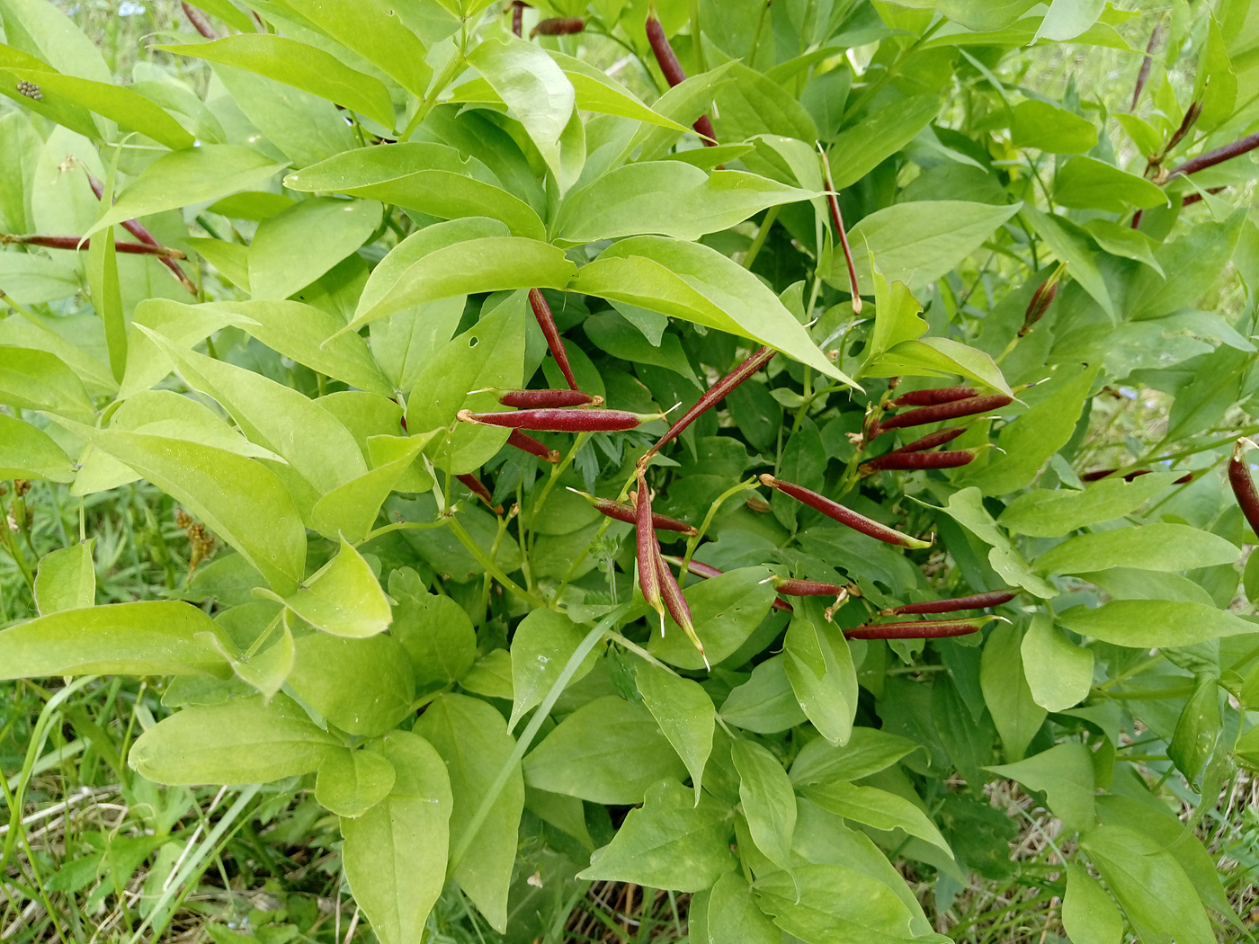 Изображение особи Lathyrus vernus.