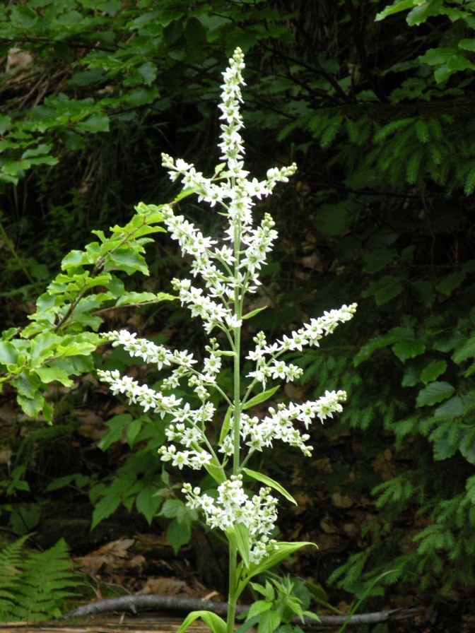 Image of Veratrum album specimen.