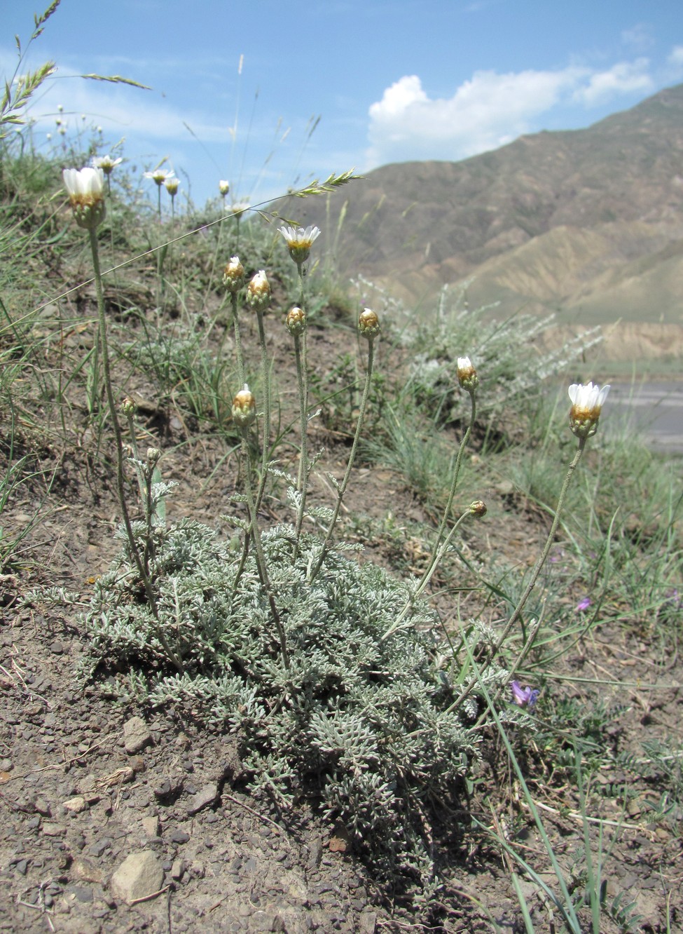 Изображение особи Anthemis fruticulosa.