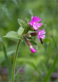 Melandrium dioicum