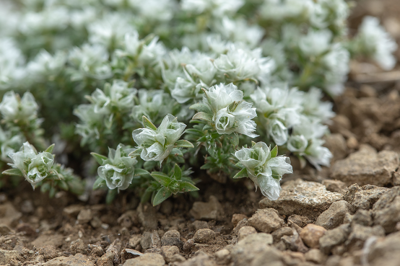 Изображение особи Paronychia cephalotes.