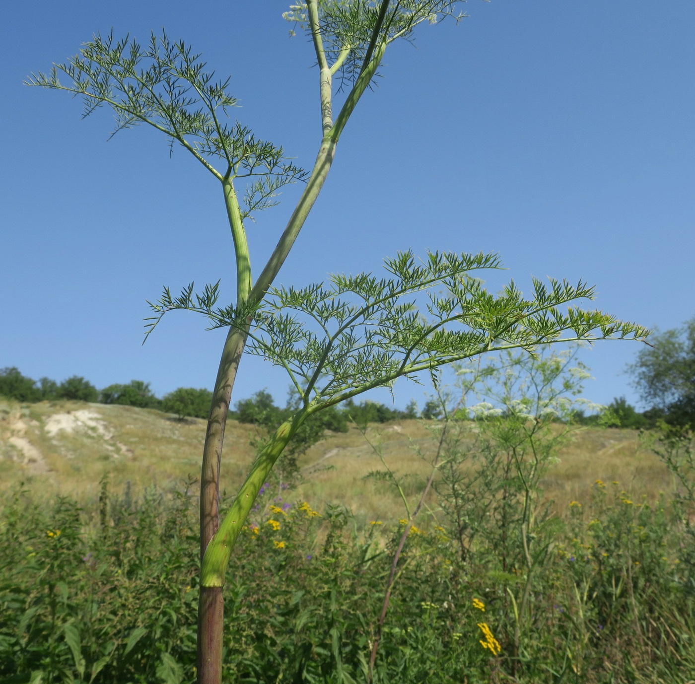 Изображение особи Chaerophyllum bulbosum.