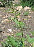 Cleome daghestanica. Верхушка цветущего и плодоносящего растения. Дагестан, Докузпаринский р-н, окр. с. Мискинджа, каменистое дно горной балки. 4 июня 2019 г.