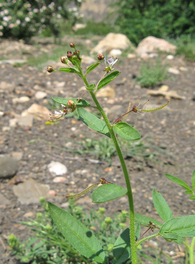 Изображение особи Cleome daghestanica.