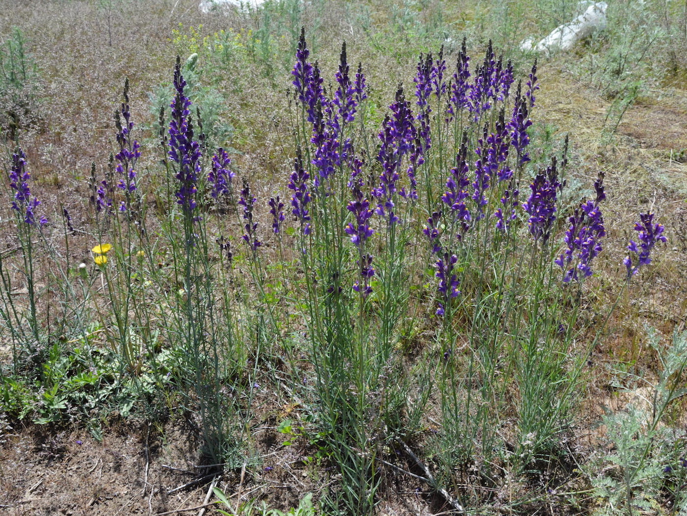 Изображение особи Linaria transiliensis.