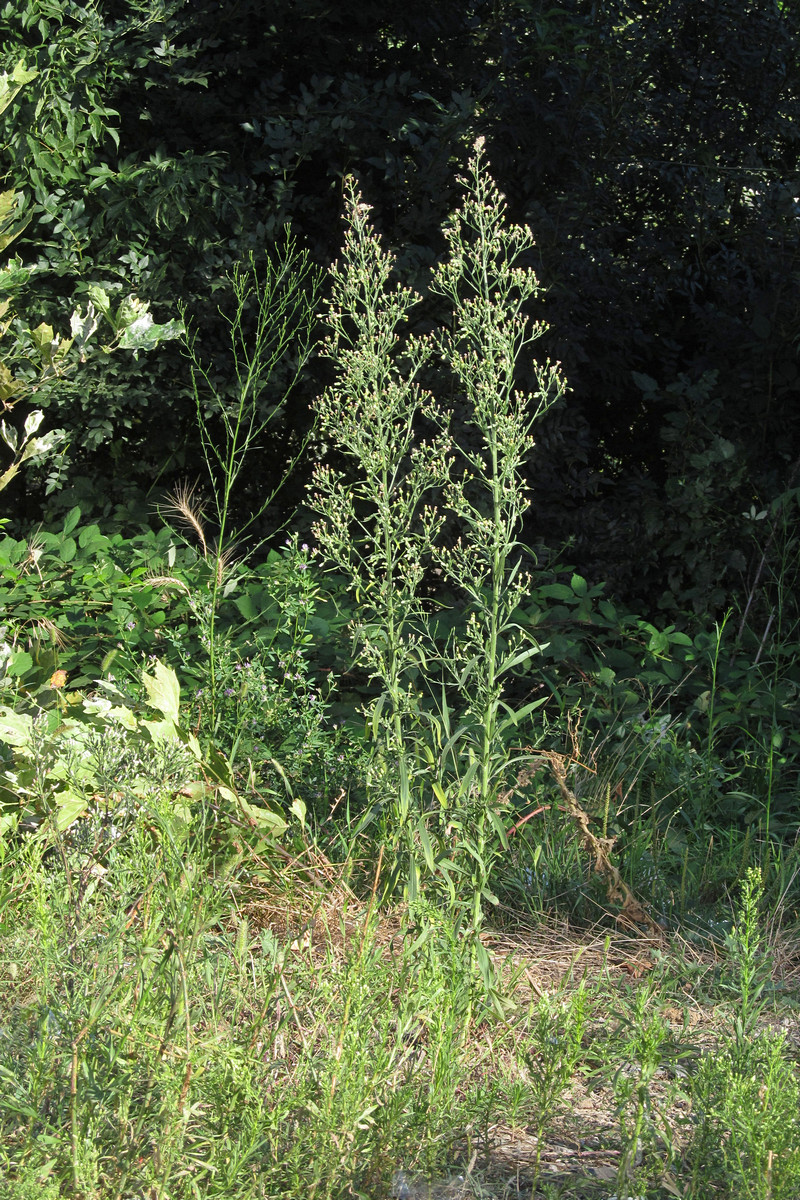 Image of Conyza sumatrensis specimen.