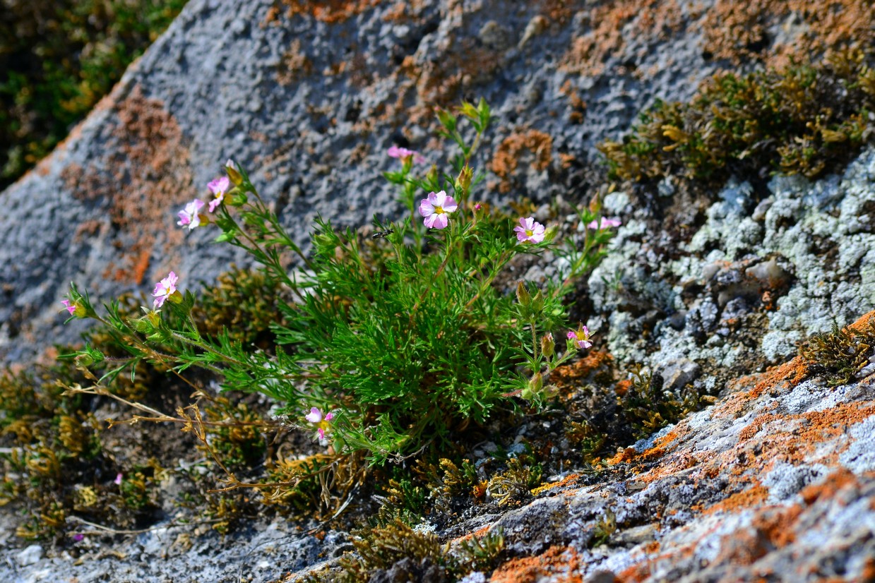 Image of Chamaerhodos grandiflora specimen.