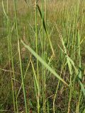 Calamagrostis epigeios