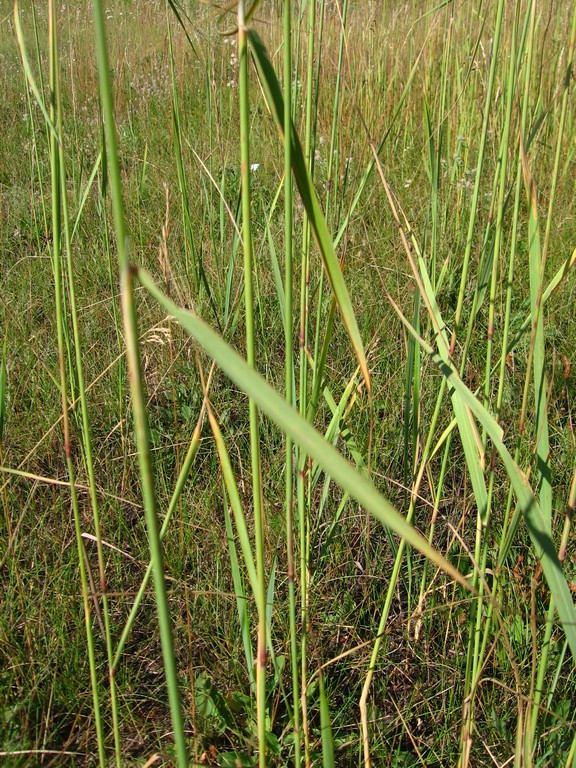 Изображение особи Calamagrostis epigeios.