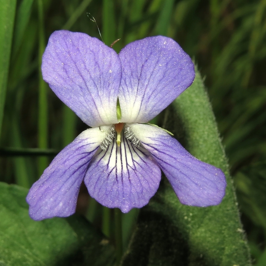 Изображение особи Viola riviniana.