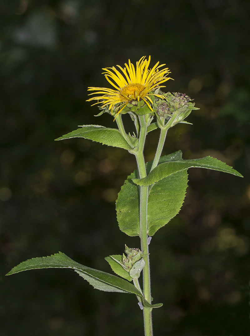 Изображение особи Inula helenium.