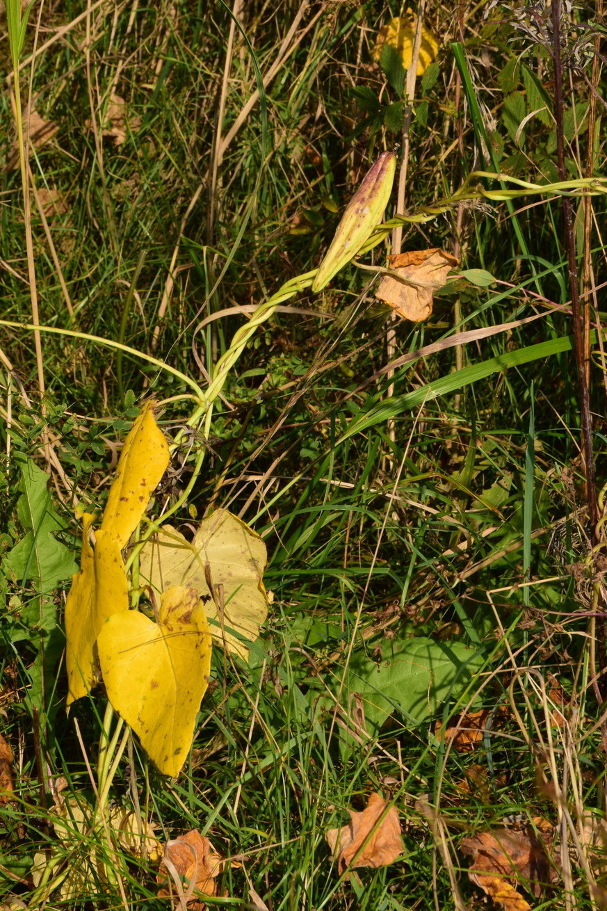 Image of Metaplexis japonica specimen.