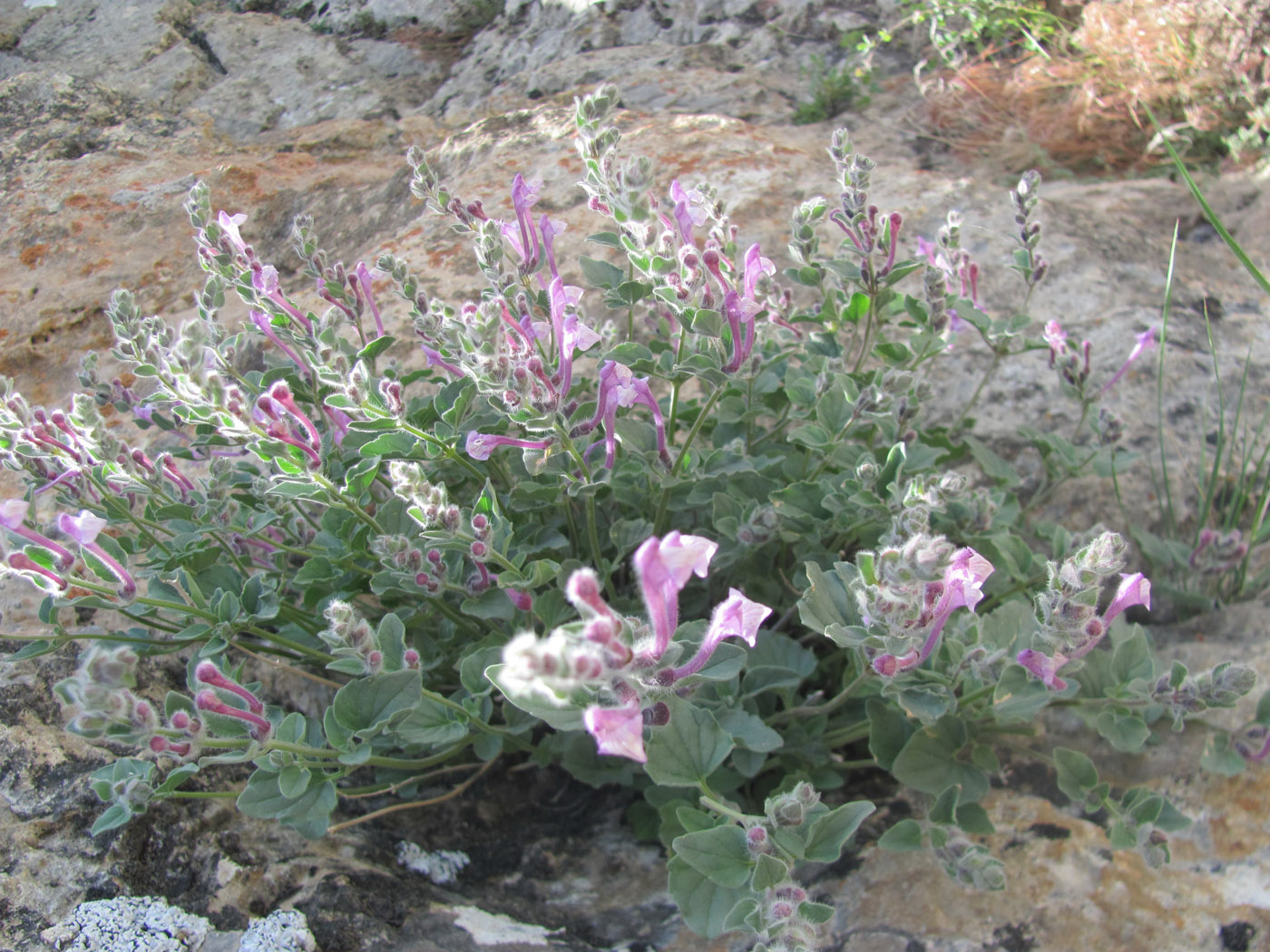 Image of Scutellaria hissarica specimen.