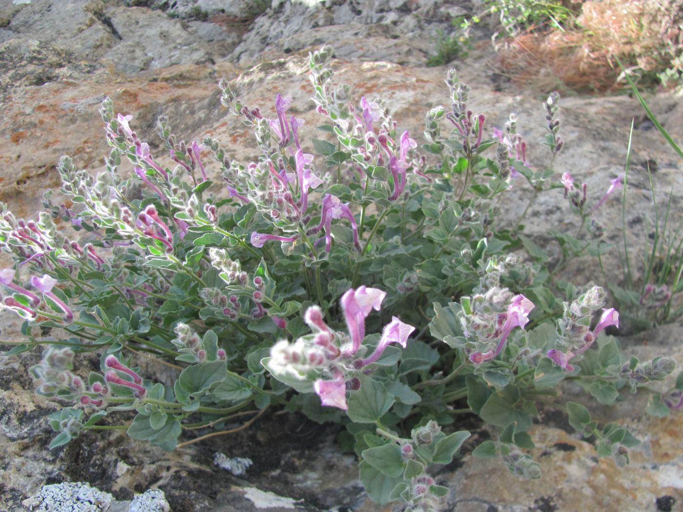 Изображение особи Scutellaria hissarica.