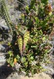 Diplolepis boerhaviifolia
