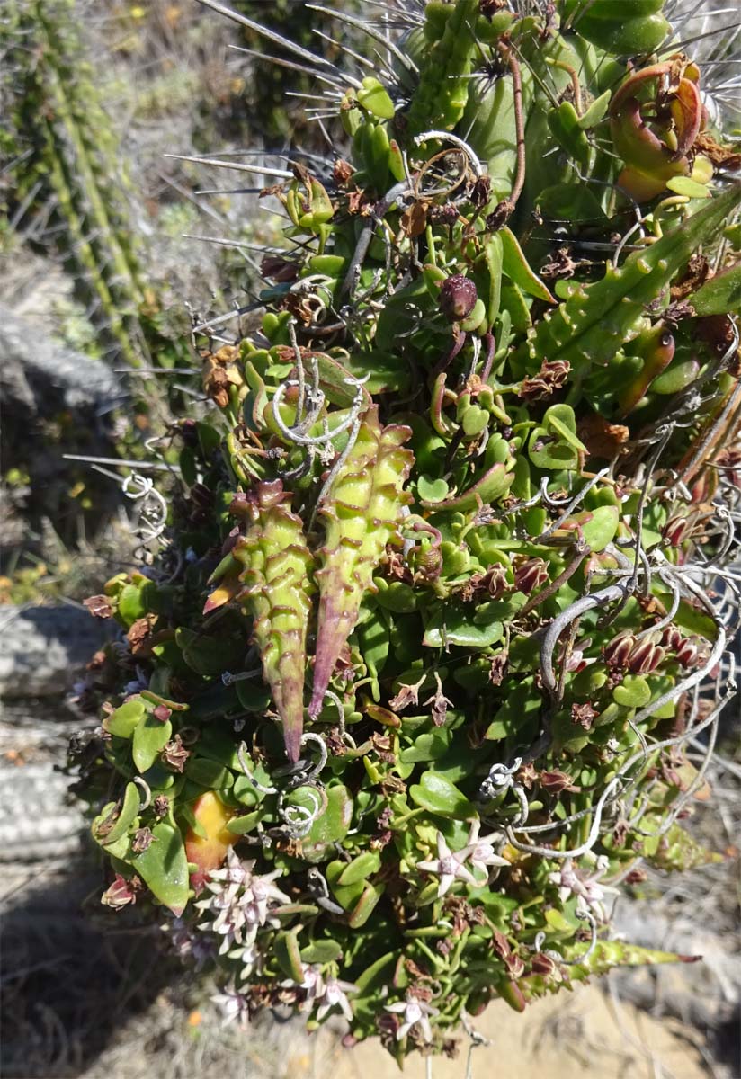 Изображение особи Diplolepis boerhaviifolia.