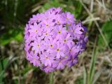 Primula farinosa