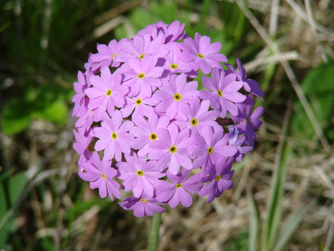 Изображение особи Primula farinosa.