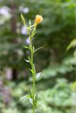 Oenothera rubricaulis. Верхушка цветущего и плодоносящего растения. Беларусь, Витебская обл., ландшафтно-гидрологический заказник \"Глубокский Мох\", смешанный хвойно-широколиственный лес, обочина грунтовой дороги. 01.08.2019.