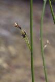 Juncus haenkei