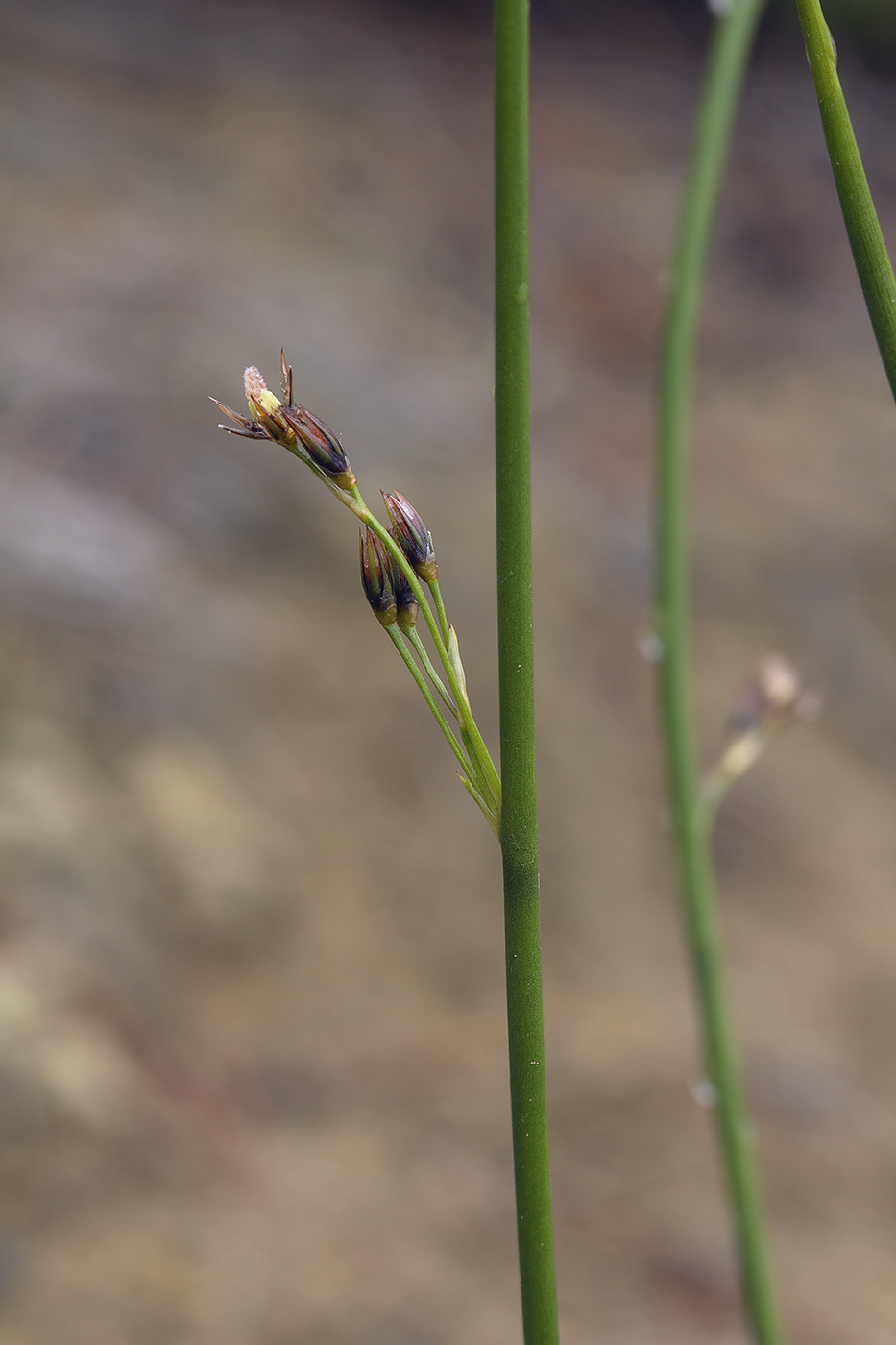 Изображение особи Juncus haenkei.