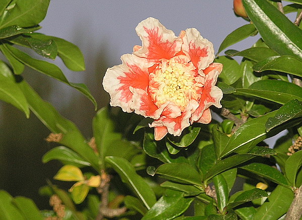 Image of Punica granatum specimen.