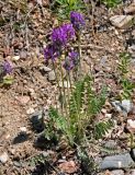 Oxytropis strobilacea