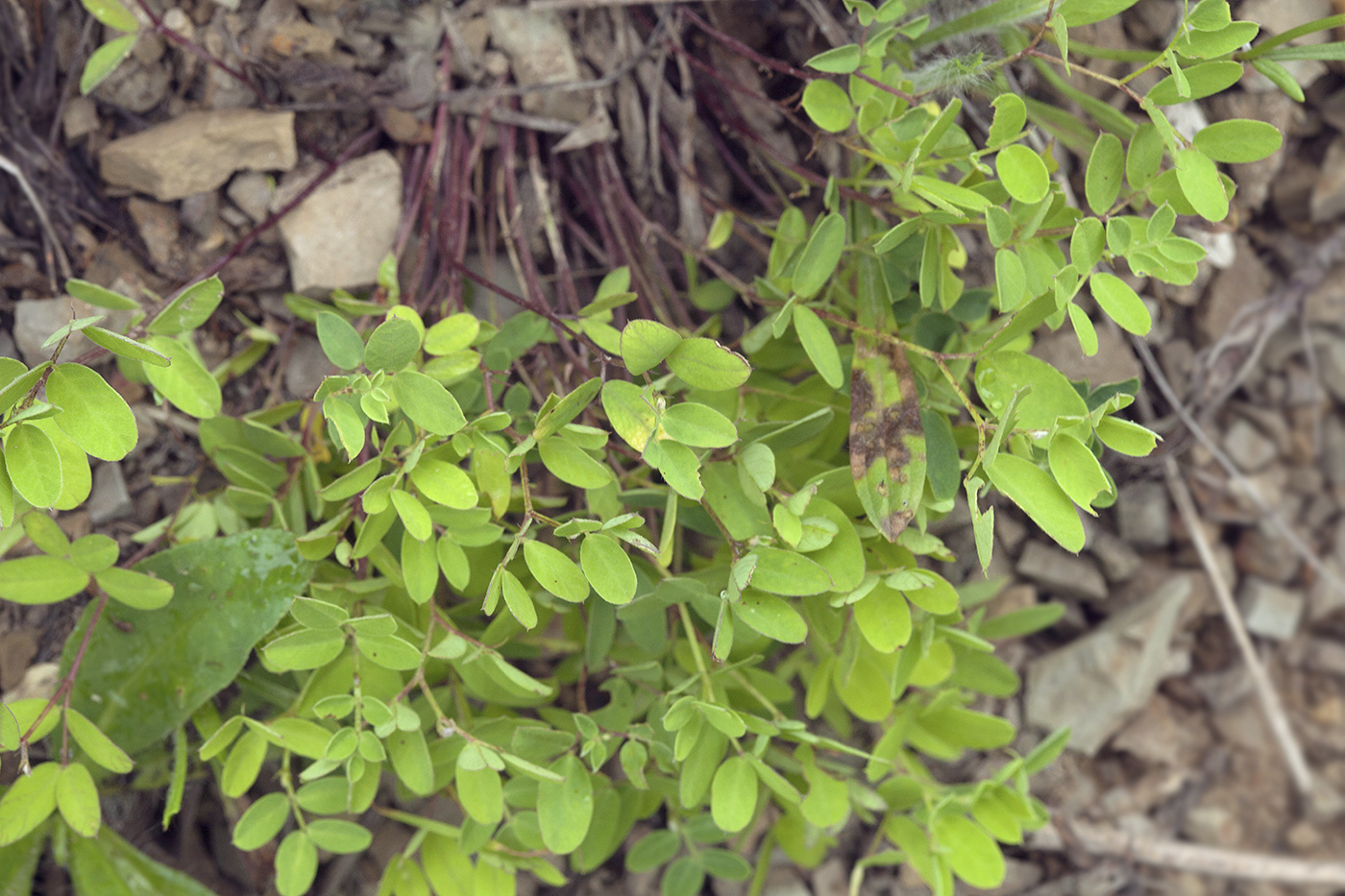 Image of Vicia nipponica specimen.