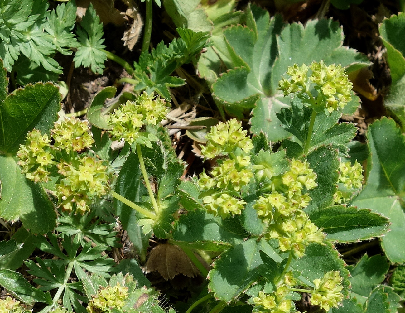 Image of genus Alchemilla specimen.