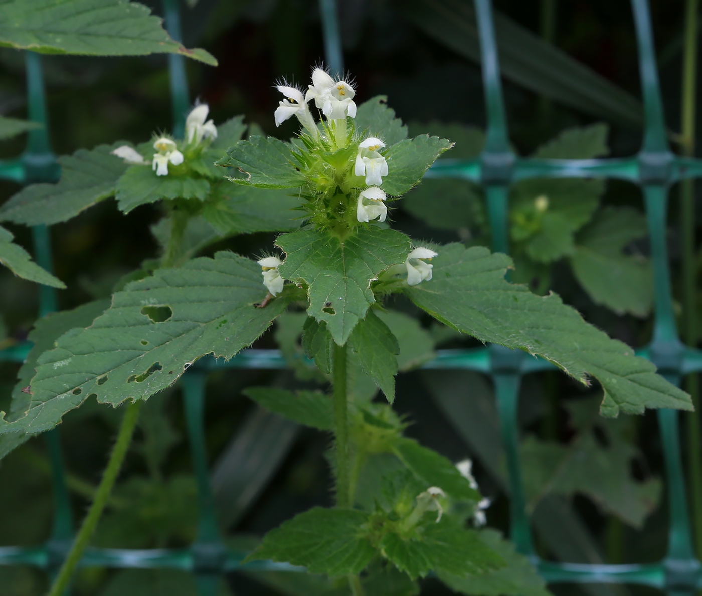 Изображение особи Galeopsis bifida.