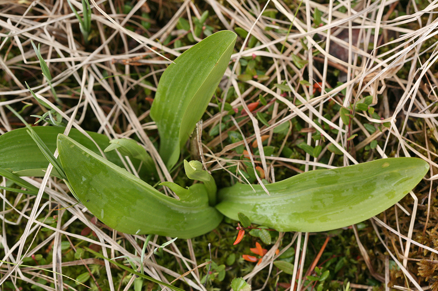 Image of Dactylorhiza incarnata specimen.