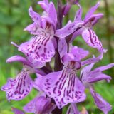 Dactylorhiza fuchsii